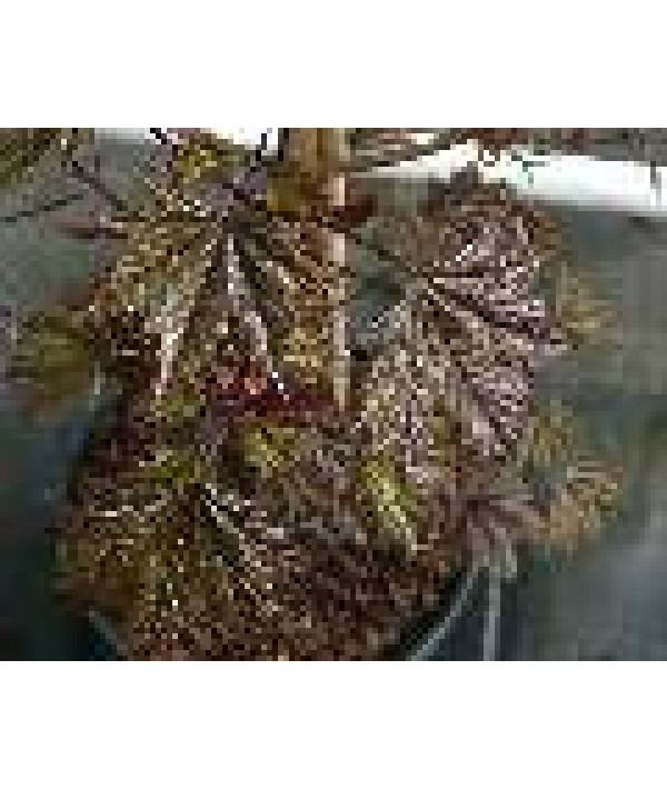 Acer platanoides Crimson Sentry (10lt)