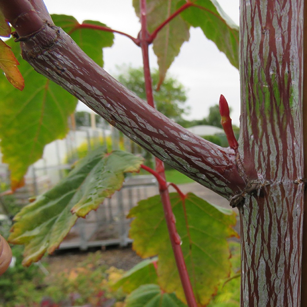 Acer davidii George Forrest (25lt)