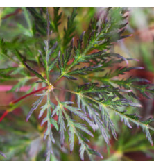 Acer palmatum dissectum Emerald Lace (4.5lt)