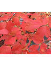 Acer griseum (25lt airpot) Acer griseum (25lt airpot)