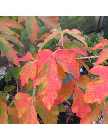 Acer griseum (20lt airpot)