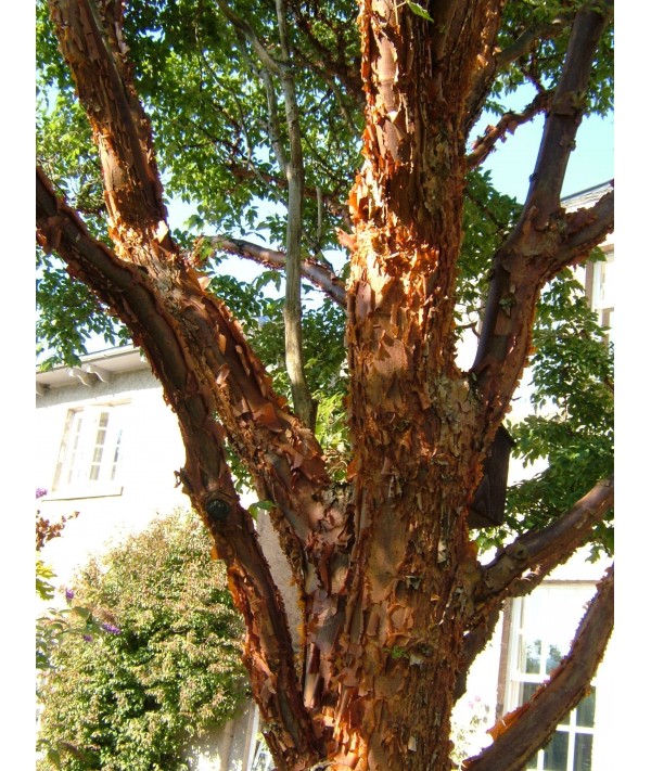 Acer griseum (35lt)