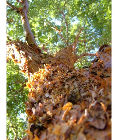 Acer griseum (35lt)