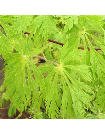 Acer japonicum Aconitifolium (4lt)