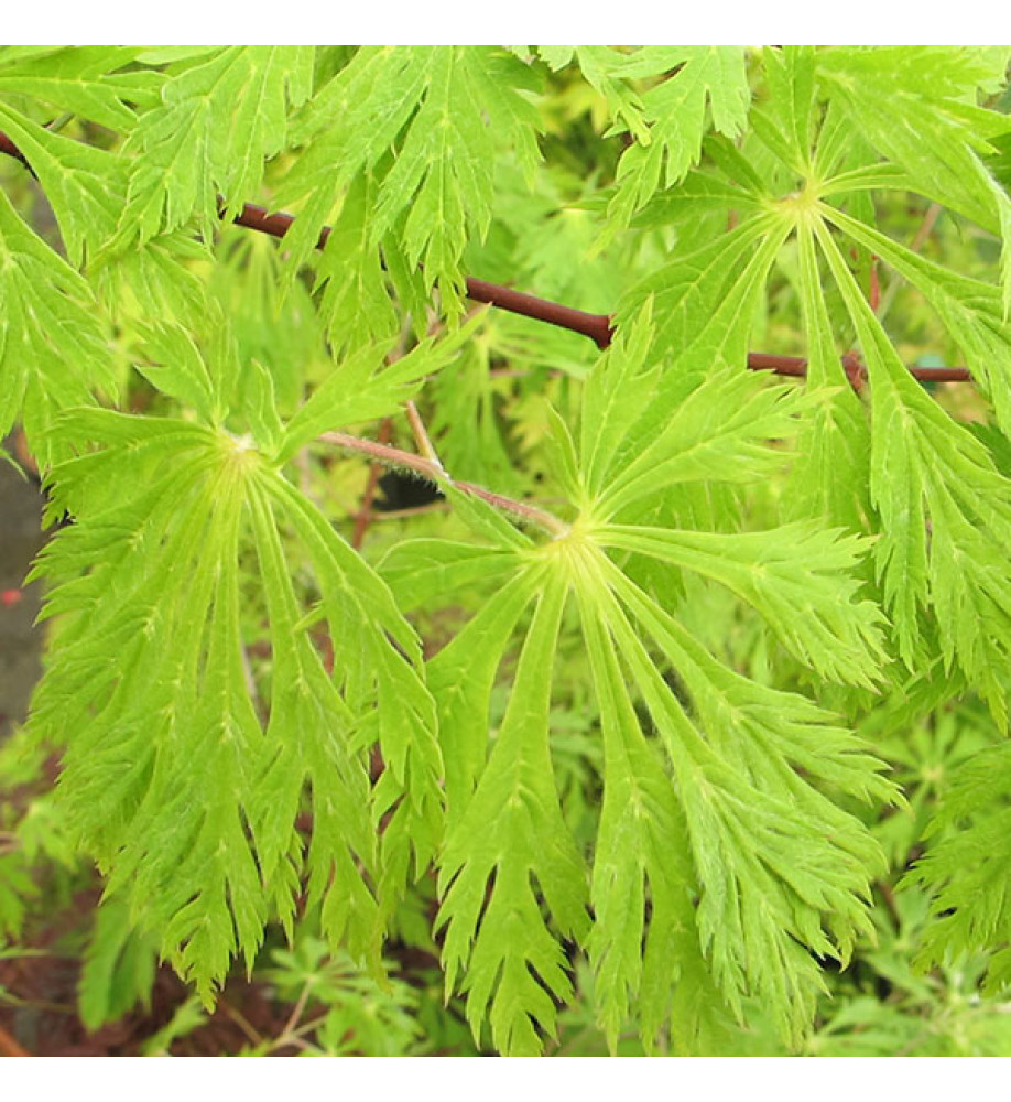 Acer japonicum Aconitifolium (4lt)