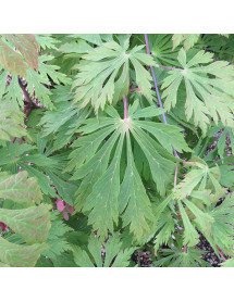 Acer japonicum Aconitifolium (4lt) Acer japonicum Aconitifolium (4lt)