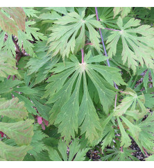 Acer japonicum Aconitifolium (4lt) Acer japonicum Aconitifolium (4lt)