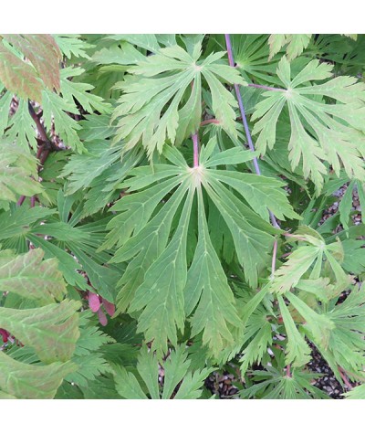 Acer japonicum Aconitifolium (3lt)