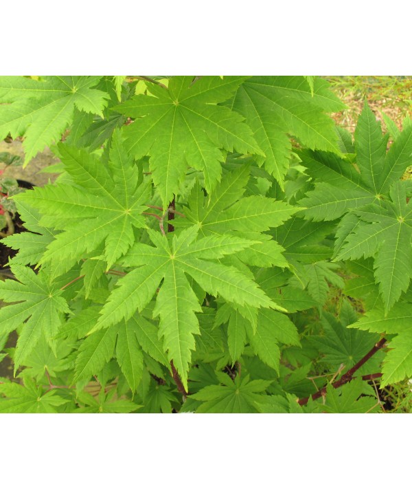 Acer japonicum Vitifolium (4lt)