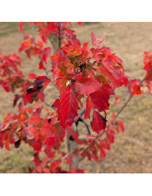 Acer tataricum ginnala Merlot Magic (12lt)
