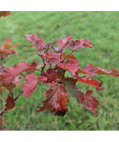 Acer tataricum ginnala Merlot Magic (12lt)