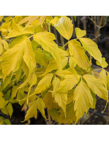 Acer negundo Kelly's Gold (17.5lt)