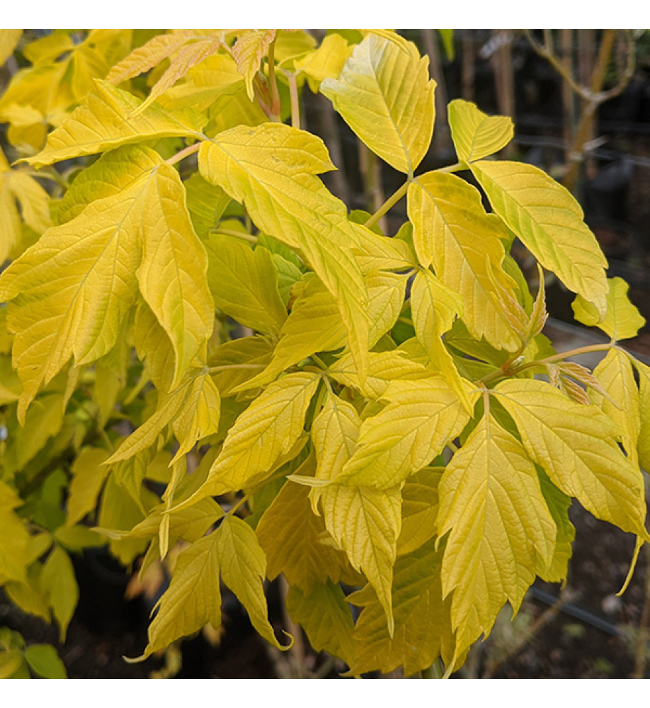 Acer negundo Kelly's Gold (17.5lt)