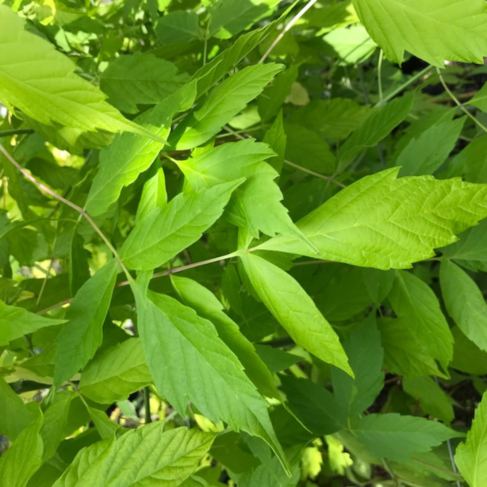 Acer negundo Kelly's Gold (25lt)