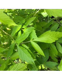 Acer negundo Kelly's Gold (17.5lt)