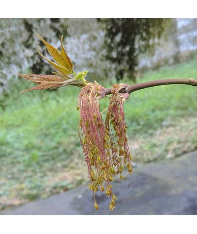 Acer negundo Violaceum (10lt)