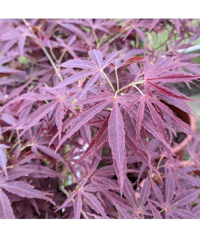 Acer palmatum Nimura Princess (7.5lt)