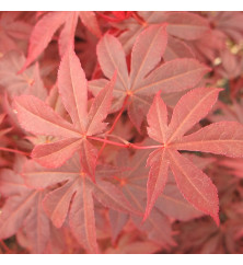 Acer palmatum Atropurpureum (4.5lt)