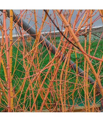 Acer palmatum Bi Ho (10lt)