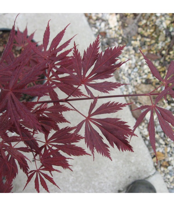 Acer palmatum Burgundy Lace (7.5lt) Acer palmatum Burgundy Lace (7.5lt)