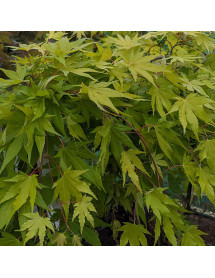 Acer palmatum Cascade Gold (0.9m standard) (7lt) Acer palmatum Cascade Gold (0.9m standard) (7lt)