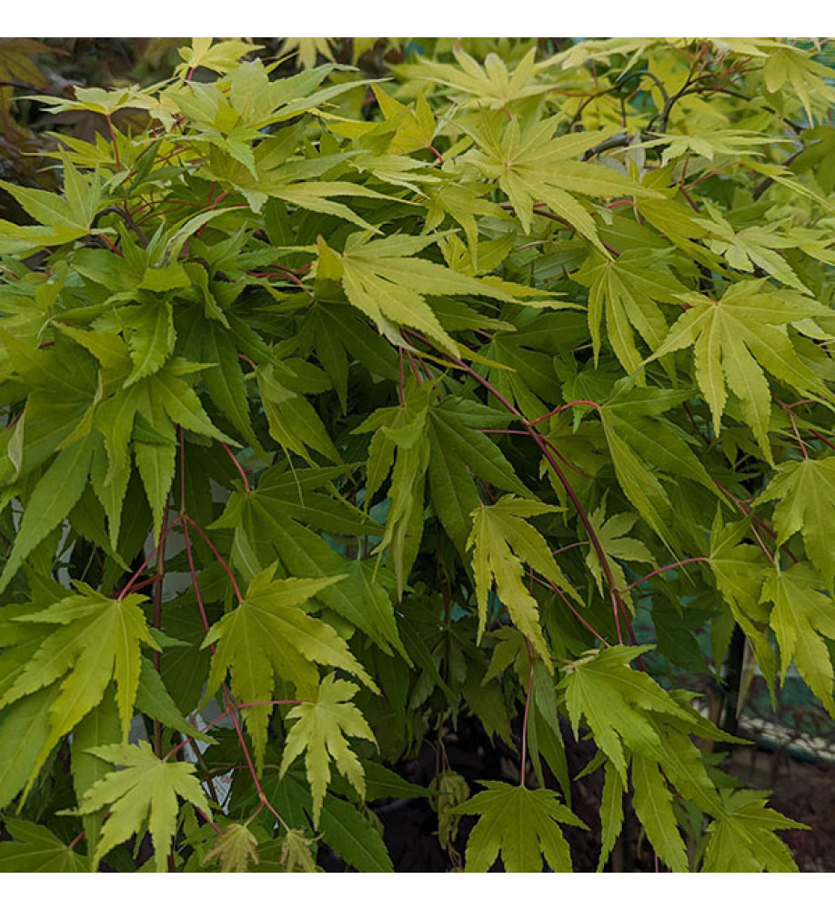 Acer palmatum Cascade Gold (0.9m standard) (7lt)
