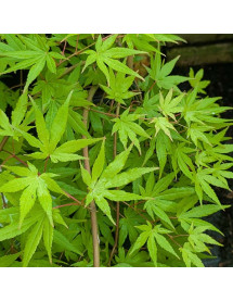 Acer palmatum Cascade Gold (0.9m standard) (7lt)