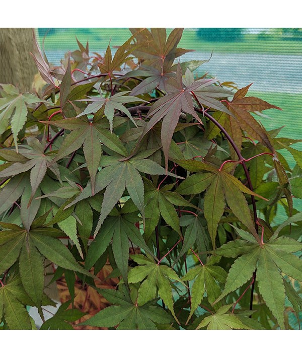 Acer palmatum Cascade Ruby (0.9m standard) (7lt)