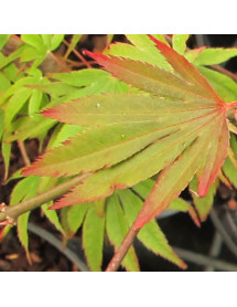 Acer palmatum Chitose-yama (12lt)