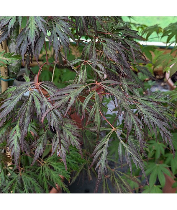 Acer palmatum dissectum Crimson Princess (20lt)