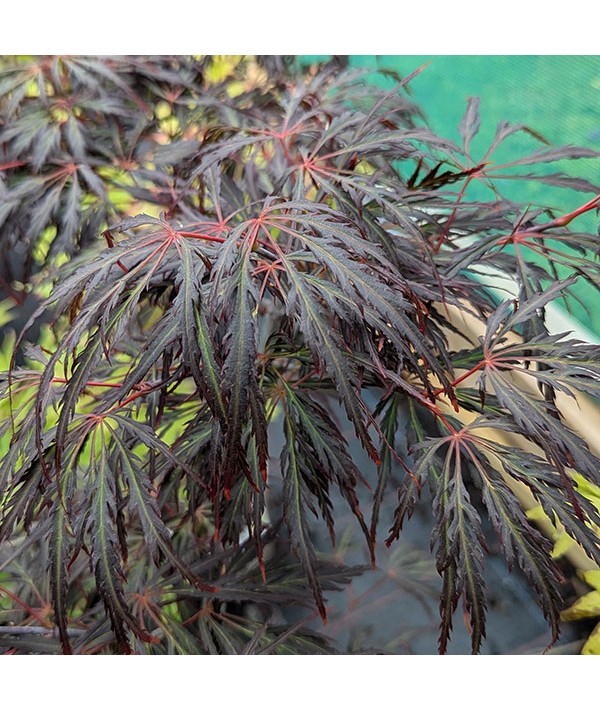 Acer palmatum dissectum Crimson Queen (10lt)