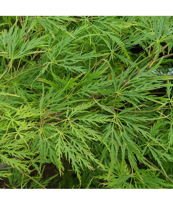 Acer palmatum dissectum (15lt)