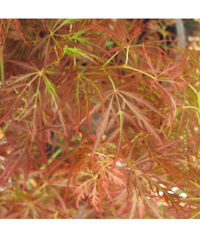 Acer palmatum dissectum Atropurpureum Group 