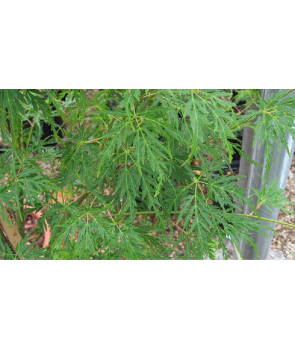 Acer palmatum dissectum Seiryu (3lt) Acer palmatum dissectum Seiryu (3lt)