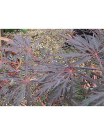 Acer palmatum dissectum Tamukeyama (7.5lt)