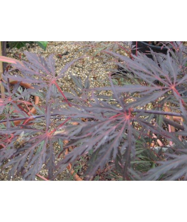 Acer palmatum dissectum Tamukeyama (7.5lt)