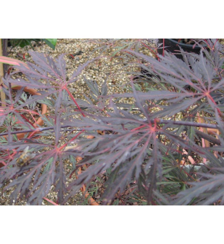 Acer palmatum dissectum Tamukeyama (7.5lt)