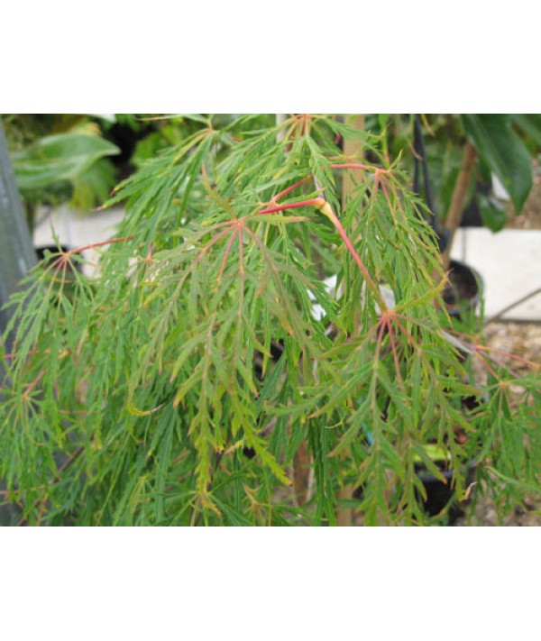 Acer palmatum dissectum Viridis (3lt) Acer palmatum dissectum Viridis (3lt)