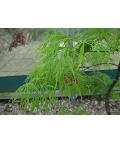 Acer palmatum dissectum Viridis (20lt)