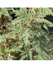 Acer palmatum Ijoshi (3lt)