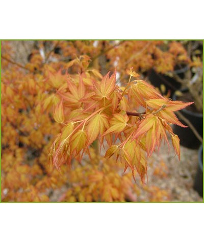 Acer palmatum Katsura (3lt)