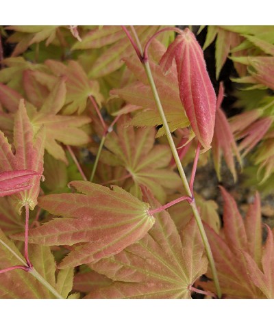 Acer shirasawanum Moonrise (90cm standards) (7.5lt)