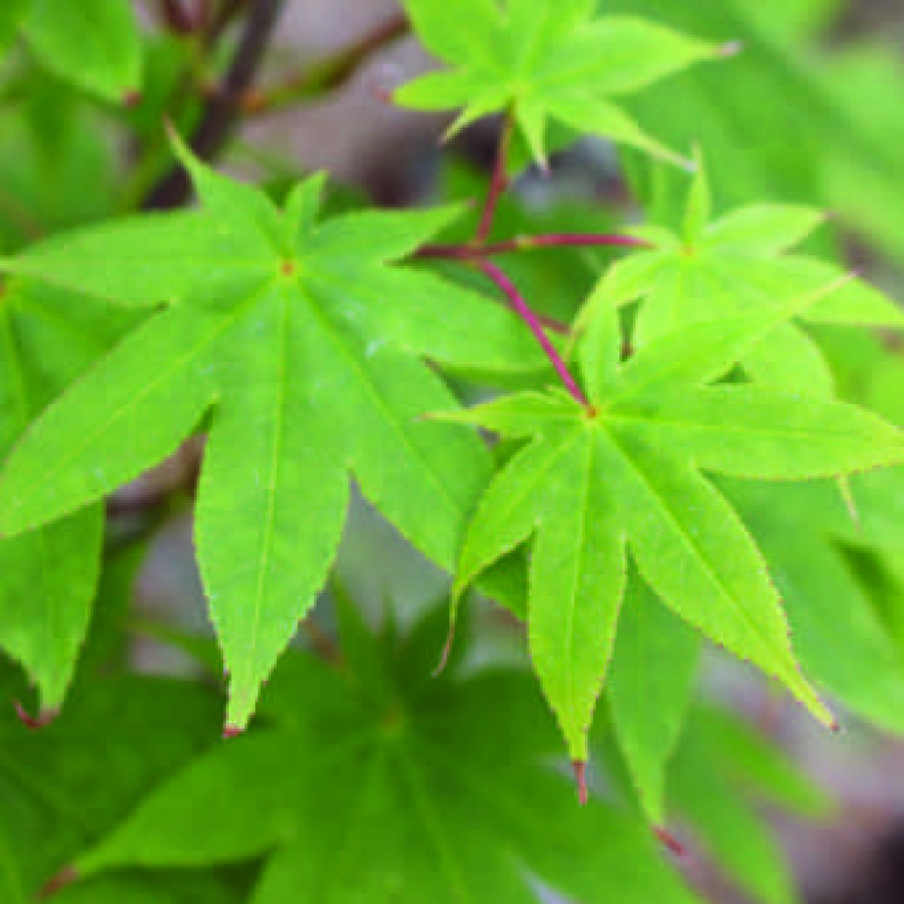 Acer palmatum Osakazuki (3lt) Acer palmatum Osakazuki (3lt)