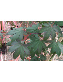 Acer palmatum Osakazuki (10lt)