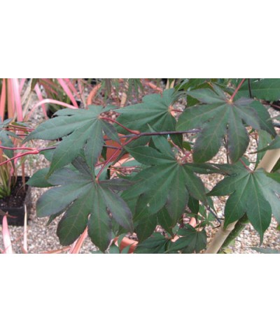 Acer palmatum Osakazuki (3lt)