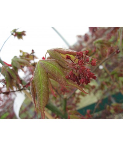 Acer palmatum Osakazuki (7.5lt)