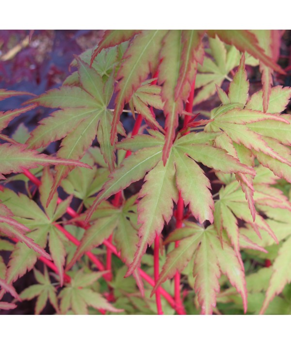 Acer palmatum Senkaki (Sango Kaku) (10lt)