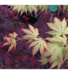 Acer palmatum Senkaki (Sango Kaku) (15lt)