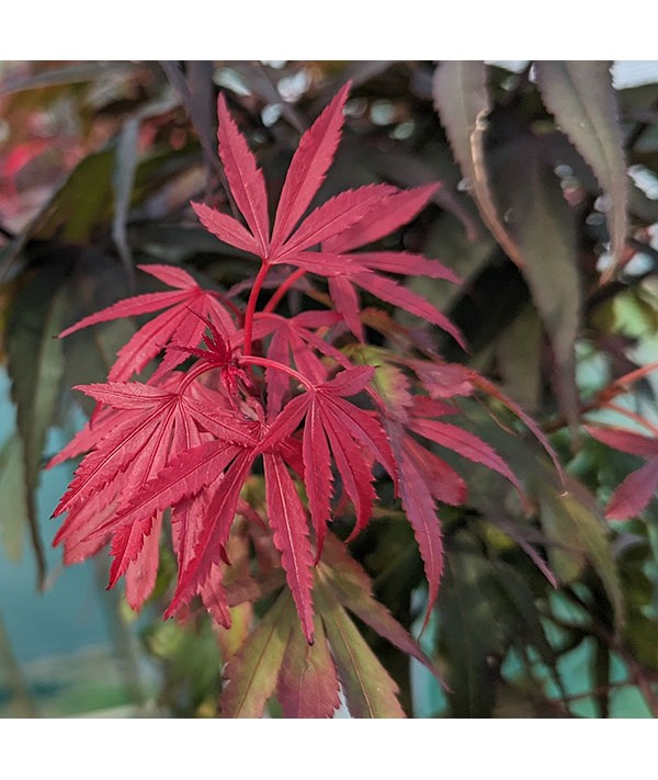 Acer palmatum Shaina (0.9m standard) (7lt)