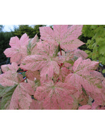 Acer pseudoplatanus variegatum Esk Sunset (12lt) Acer pseudoplatanus variegatum Esk Sunset (12lt)